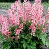 HEUCHERELLA PINK REVOLUTION