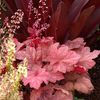 Heuchera-Autumn-Leaves-
