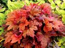 HEUCHERELLA  SWEET TEA