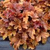HEUCHERELLA  BUTTERED RUM D12