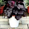 Heuchera-Northern-Exposure-Black