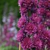 DELPHINIUM HIGHLANDER FLAMENCO