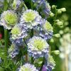 DELPHINIUM HIGHLANDER MOONLIGHT
