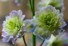DELPHINIUM HIGHLANDER MOONLIGHT