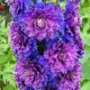 DELPHINIUM HIGHLANDER SWEET SENSATION