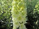 DELPHINIUM SHERBET LEMON