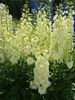 DELPHINIUM SHERBET LEMON