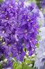 delphinium-dignity-blue-shades-