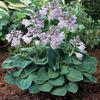 HOSTA BLUE MOUSE EARS D15-PITIC