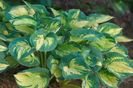 HOSTA GREAT EXPECTATION