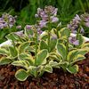 HOSTA MIGHTY MOUSE-pitica