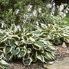 HOSTA PATRIOT