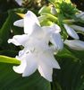 HOSTA PLANTAGINEA APHRODITE