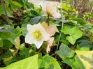 Helleborus "Christmas Carol"