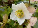 Helleborus "Christmas Carol"