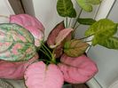 Aglaonema Schott