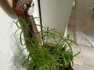 Cyperus alternifolius, Planta umbrelă