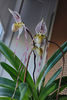 paphiopedilum "philippinense"