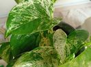 "Marble Queen" Pothos