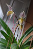 paphiopedilum "philippinense"