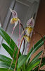 paphiopedilum "philippinense"