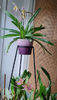 paphiopedilum "philippinense"