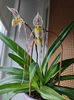 paphiopedilum "philippinense"