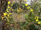Jasminum nudiflorum