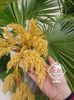 Palmier Trachycarpus Fortunei6