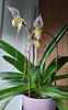 paphiopedilum "philippinense"