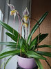 paphiopedilum "philippinense"