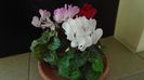 Ian. 2023 - Cyclamen persicum