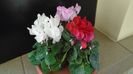 Ian. 2023 - Cyclamen persicum