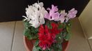Ian. 2023 - Cyclamen persicum