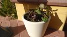 Ian. 2023 - Asarum splendens (Wild ginger), China, Japonia (-20C)