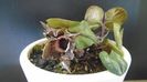 Ian. 2023 - Asarum splendens (Wild ginger), China, Japonia (-20C)