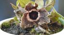 Asarum splendens (Wild ginger), China, Japonia (-20C)