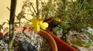 Ian. 2023 - Iasomie de iarna (Jasminum nudiflorum), Nordul Chinei, (-18C)