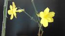 Ian. 2023 - Iasomie de iarna (Jasminum nudiflorum), Nordul Chinei, (-18C)
