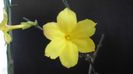 Ian. 2023 - Iasomie de iarna (Jasminum nudiflorum), Nordul Chinei, (-18C)