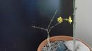 Ian. 2023 - Iasomie de iarna (Jasminum nudiflorum), Nordul Chinei, (-18C)