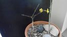 Ian. 2023 - Iasomie de iarna (Jasminum nudiflorum), Nordul Chinei, (-18C)