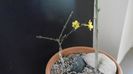 Ian. 2023 - Iasomie de iarna (Jasminum nudiflorum), Nordul Chinei, (-18C)