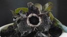 Asarum splendens (Wild ginger), China, Japonia (-20C)