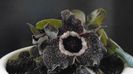 Asarum splendens (Wild ginger), China, Japonia (-20C)