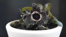 Asarum splendens (Wild ginger), China, Japonia (-20C)