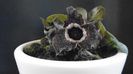 Ian. 2023 - Asarum splendens (Wild ginger), China, Japonia (-20C)
