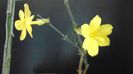 Ian. 2023 - Iasomie de iarna (Jasminum nudiflorum), Nordul Chinei, (-18C)