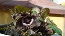 Ian. 2023 - Asarum splendens (Wild ginger), China, Japonia (-20C)