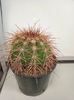 Melocactus azulensis